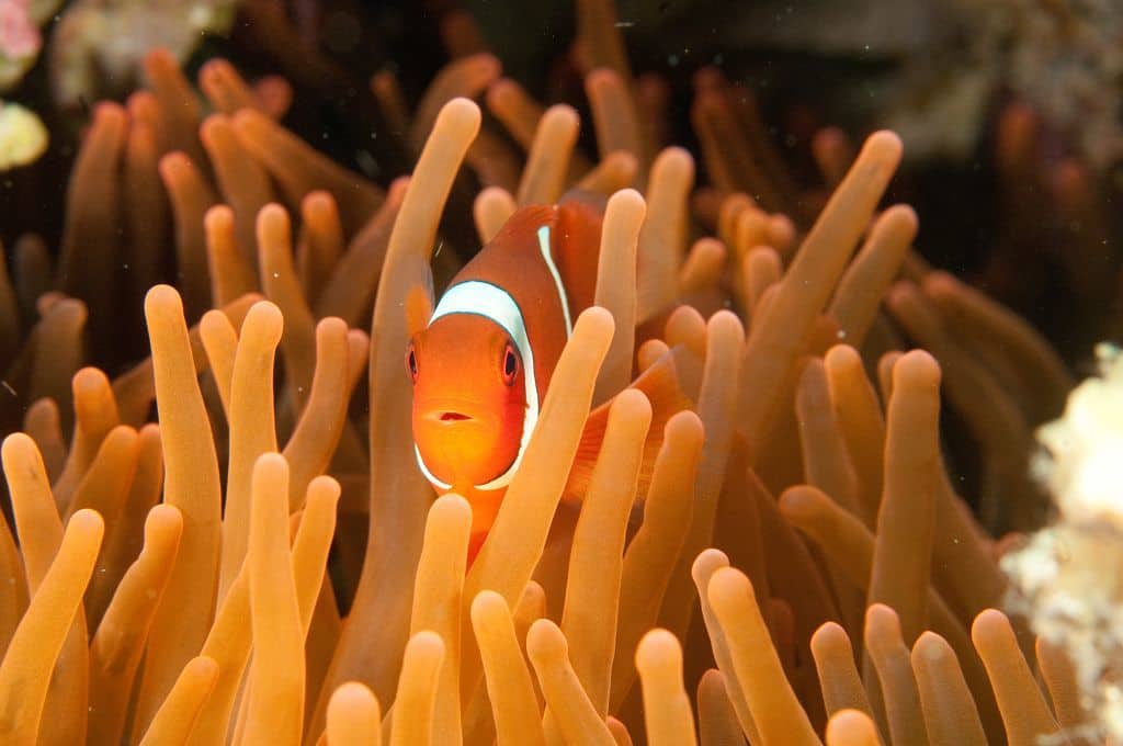 Clownfish nestled in an anemone