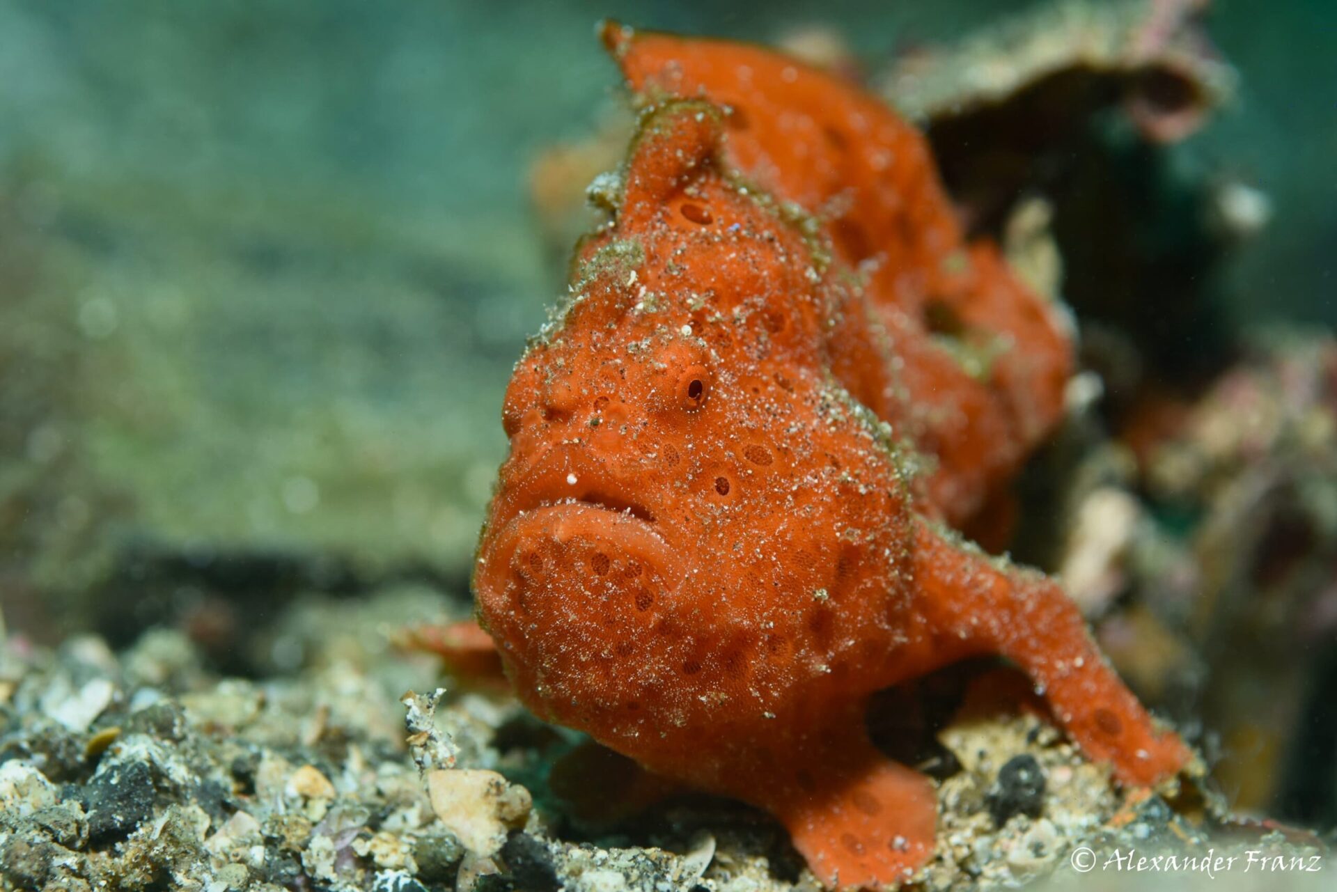 Frogfish in the Lembeh Strait, North Sulawesi