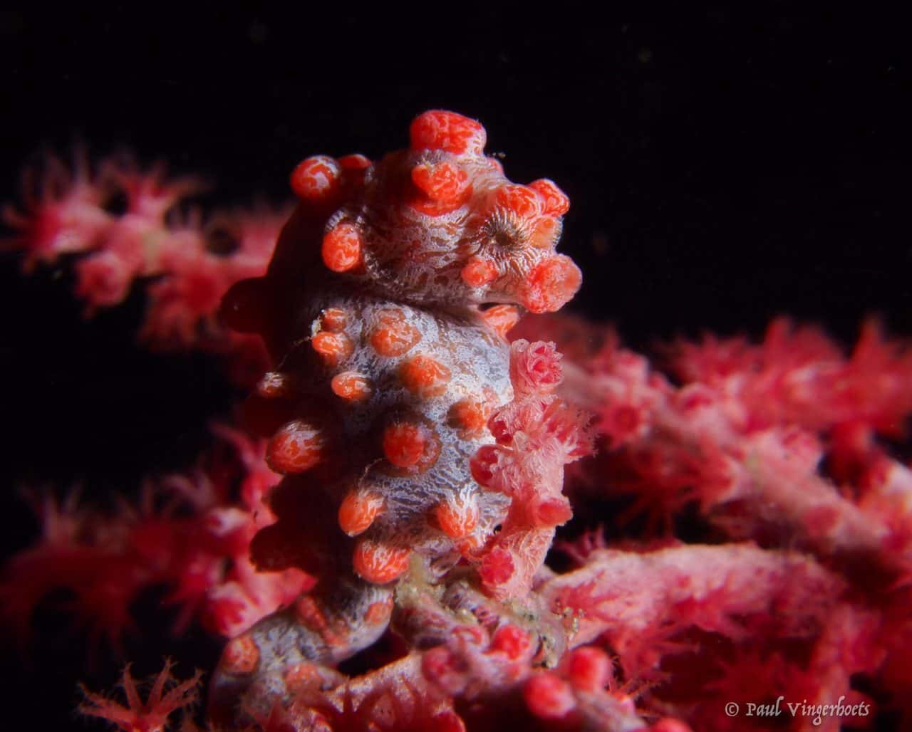 Pygmy Seahorse in the Lembeh Strait, North Sulawesi