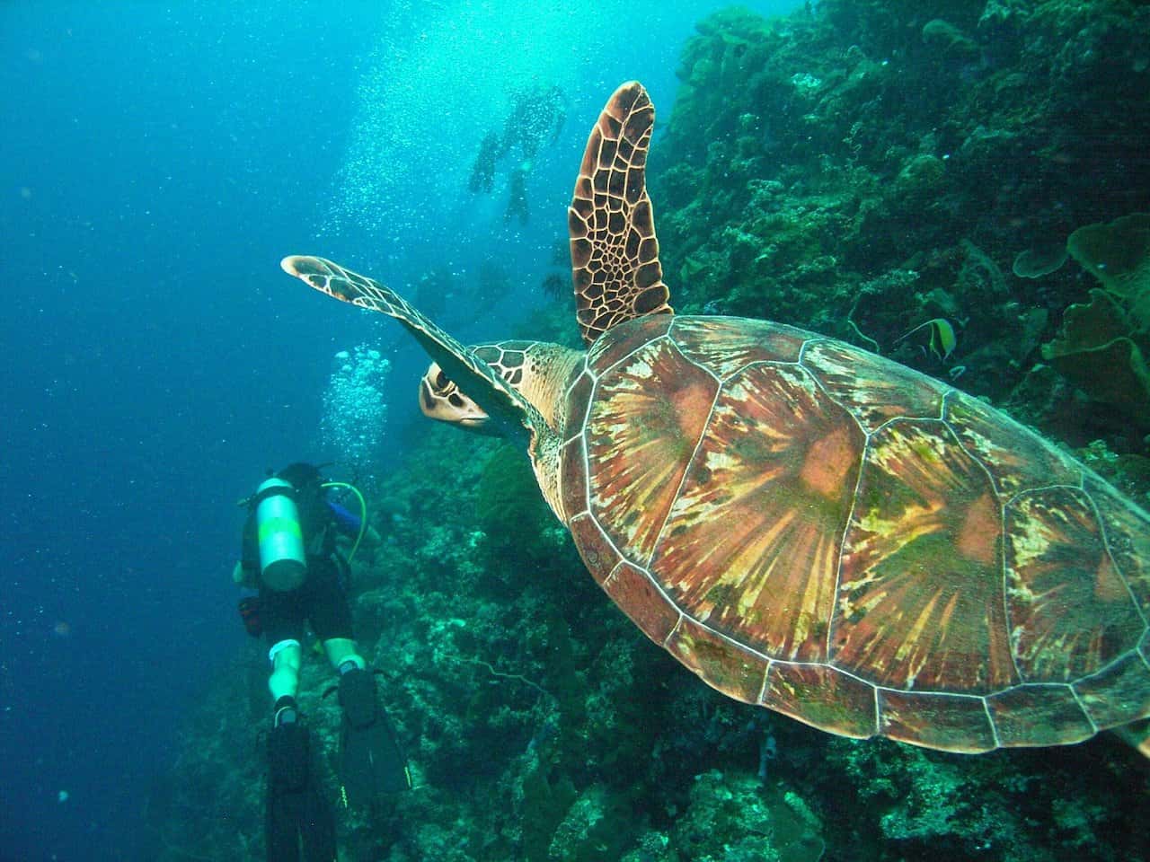 Sea Turtle, Tasik Ria Resort, North Sulawesi