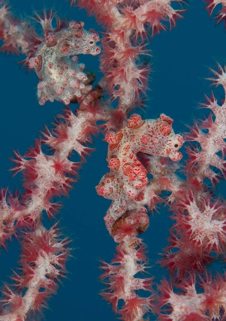 Pygmy Seahorse in North Sulawesi, Indonesia