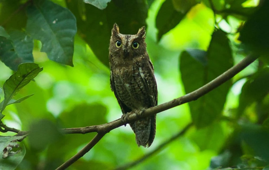 Sulawesi Scops Owl