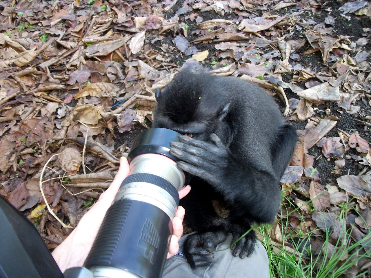 A black crested macaque peering into the lens of a camera