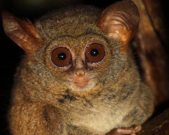 Tarsier looking into the camera