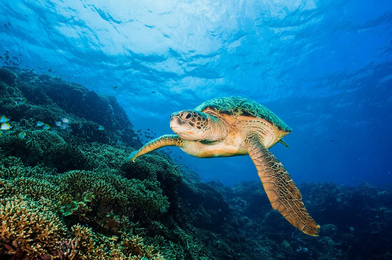 Turtle near the reef at Bunaken, North Sulawesi