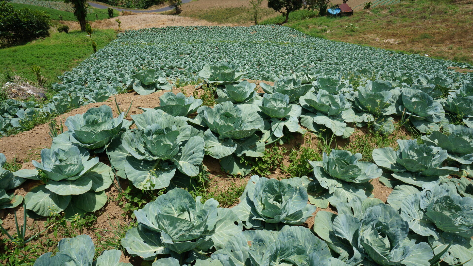 A cabbage patch in Mahawu, North Sulawesi