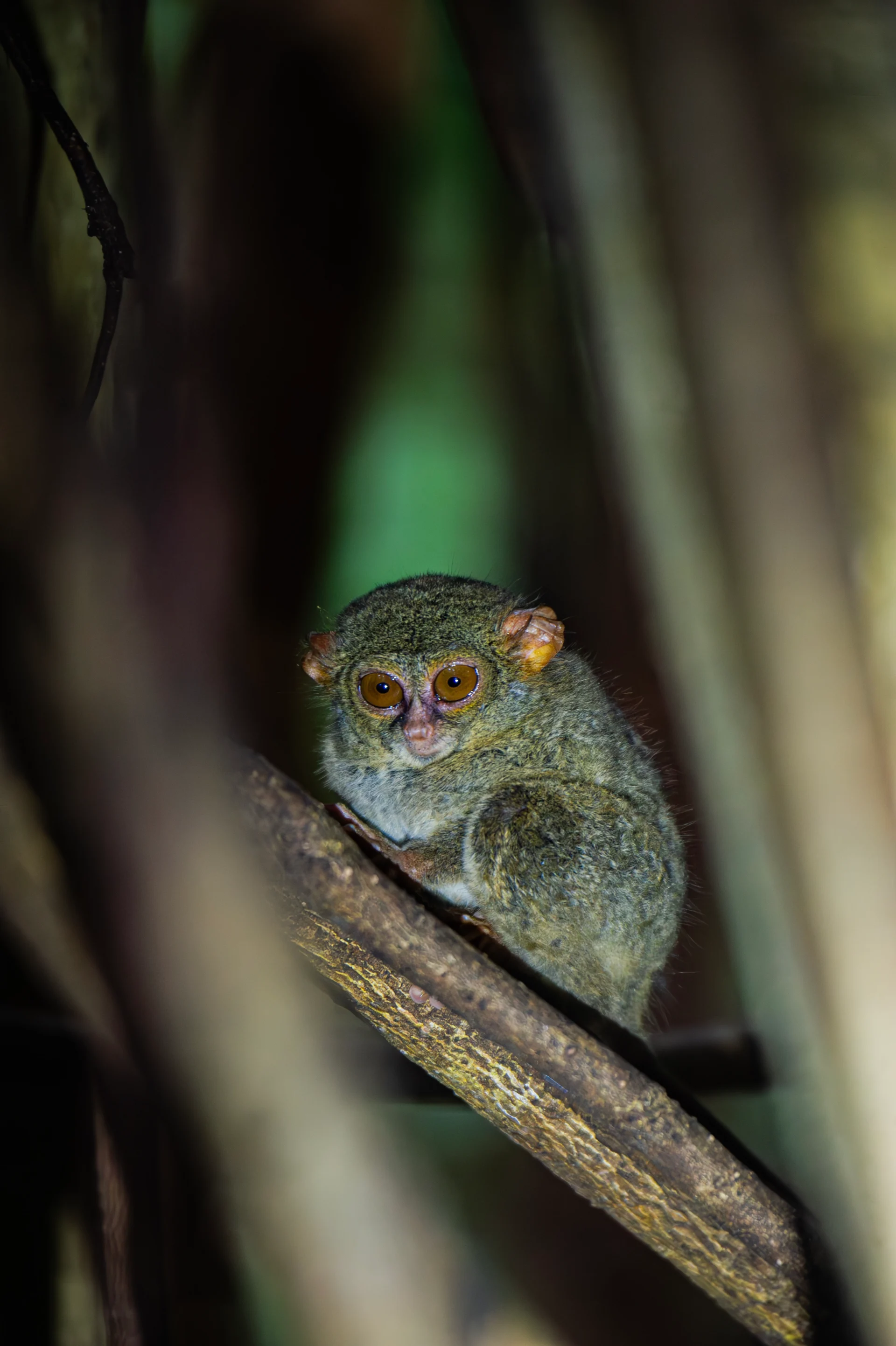 Tangkoko's Tarsier