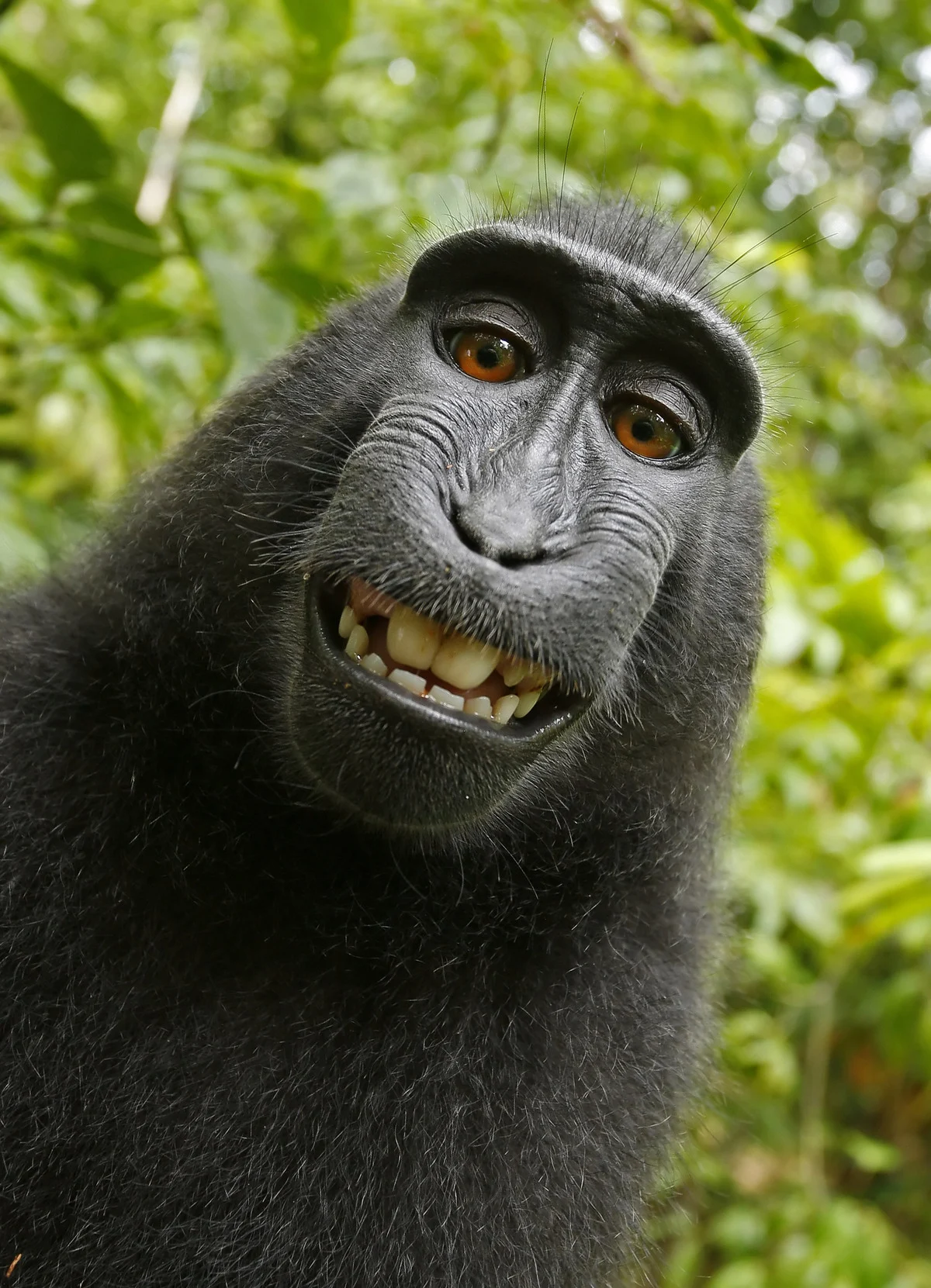 The Monkey Selfie Copyright Case​