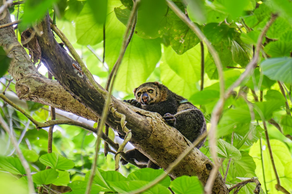 Rare endemic Sulawesi bear cuscus marsupial sitting high up on a thick tree branch surrounded by green jungle leaves in Tangkoko.